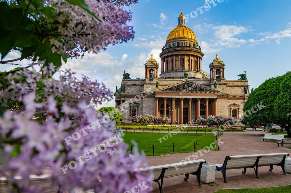 На фотографии запечатлён Исаакиевский собор — одна из самых известных православных церквей Санкт-Петербурга. Он расположен на Исаакиевской площади и славится своим массивным позолоченным куполом. Перед собором расцвела сирень, которая создаёт нежный контраст с монументальными колоннами. Храм также функционирует как музей, в котором отражена богатая история его строительства. Цветущая сирень и величественная архитектура вместе воплощают весеннее очарование Петербурга.